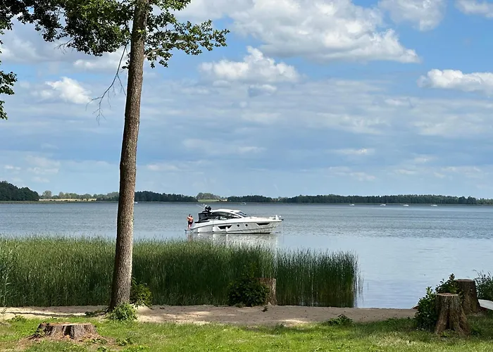 Kwiat Paproci